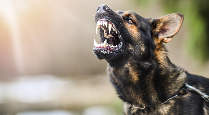 Can I Claim Compensation For a Dog Bite Injury -How to Claim Compensation In the UK